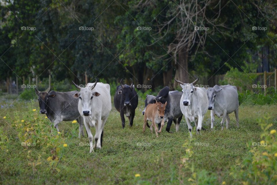 Local Cows