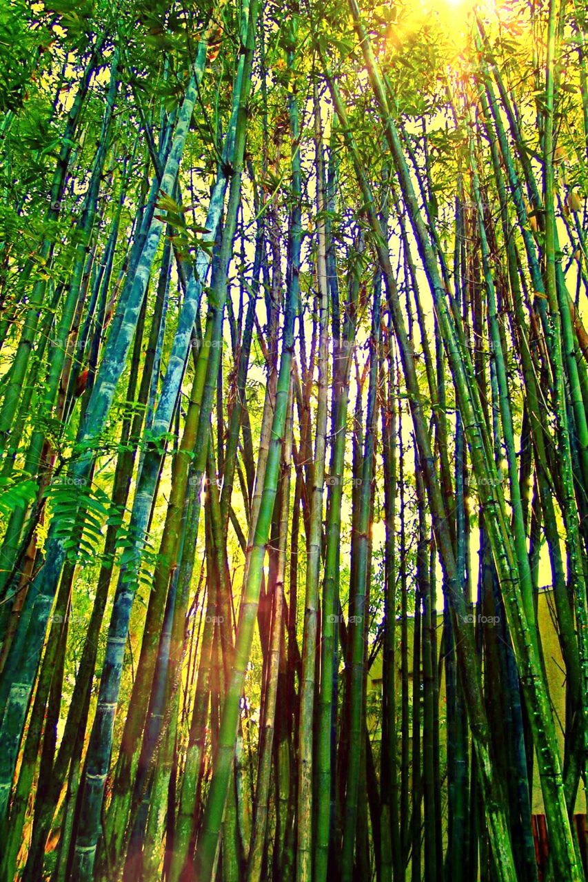 Bamboo forest 