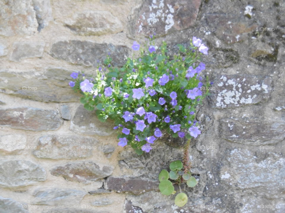 fleurs sur un mur en Bretagne