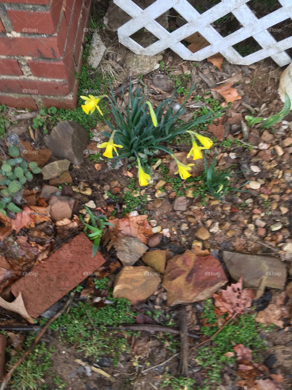 Pretty yellow flowers my daffodils have bloomed! That means spring is on the way!