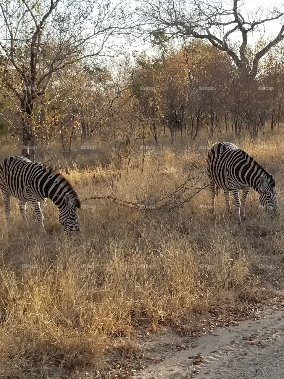 Zebras eating