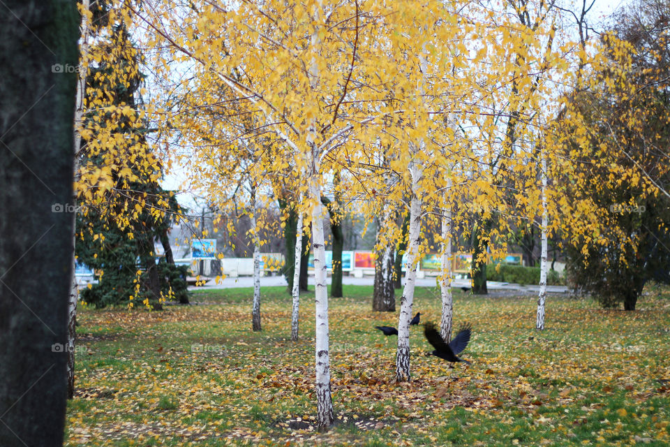 birch trees in autumn