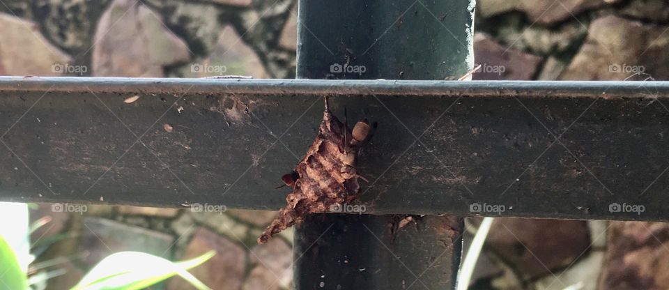 The best homes for a hornets nest is on the inside of a steel gate. If it was wood, the hornets will build it inside the wood. But now they attach their nest to the safest place they can find.