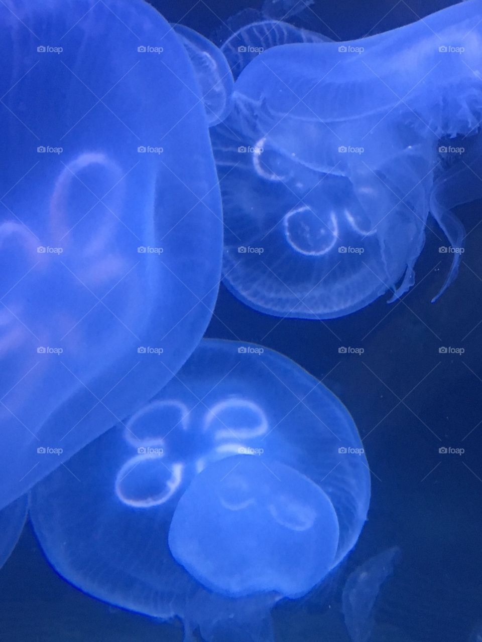 Jellyfish family 