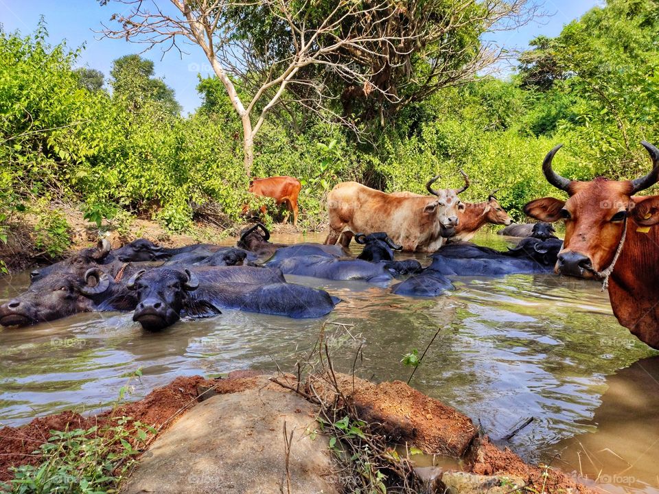 animals in the water