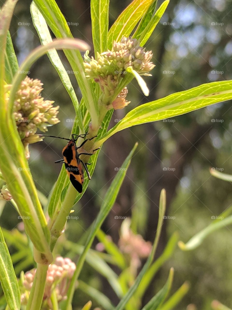 colorful milkweed bug