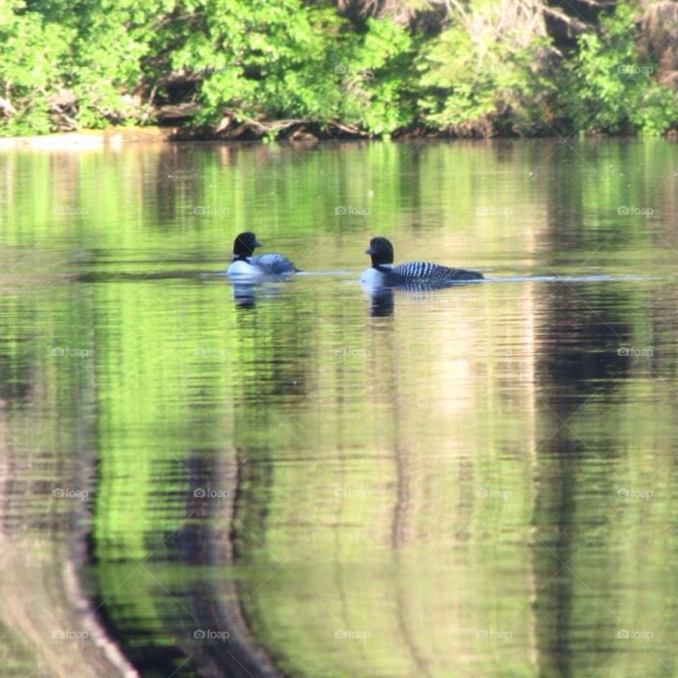 Loons in love