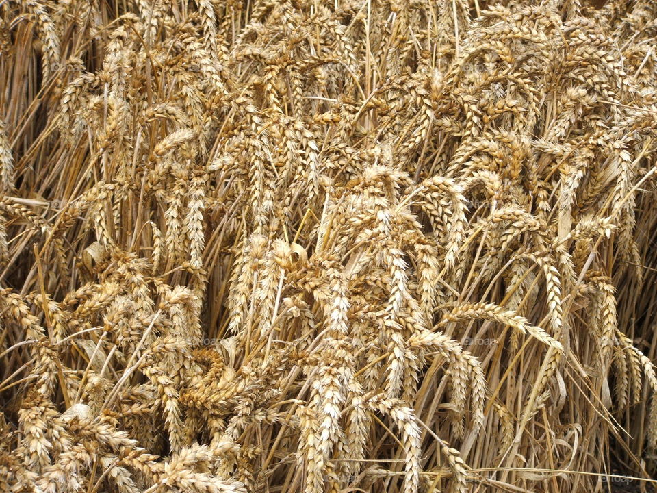 Mature wheat