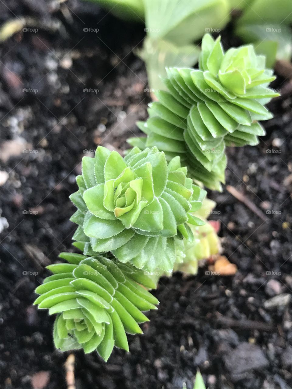 Crassula 