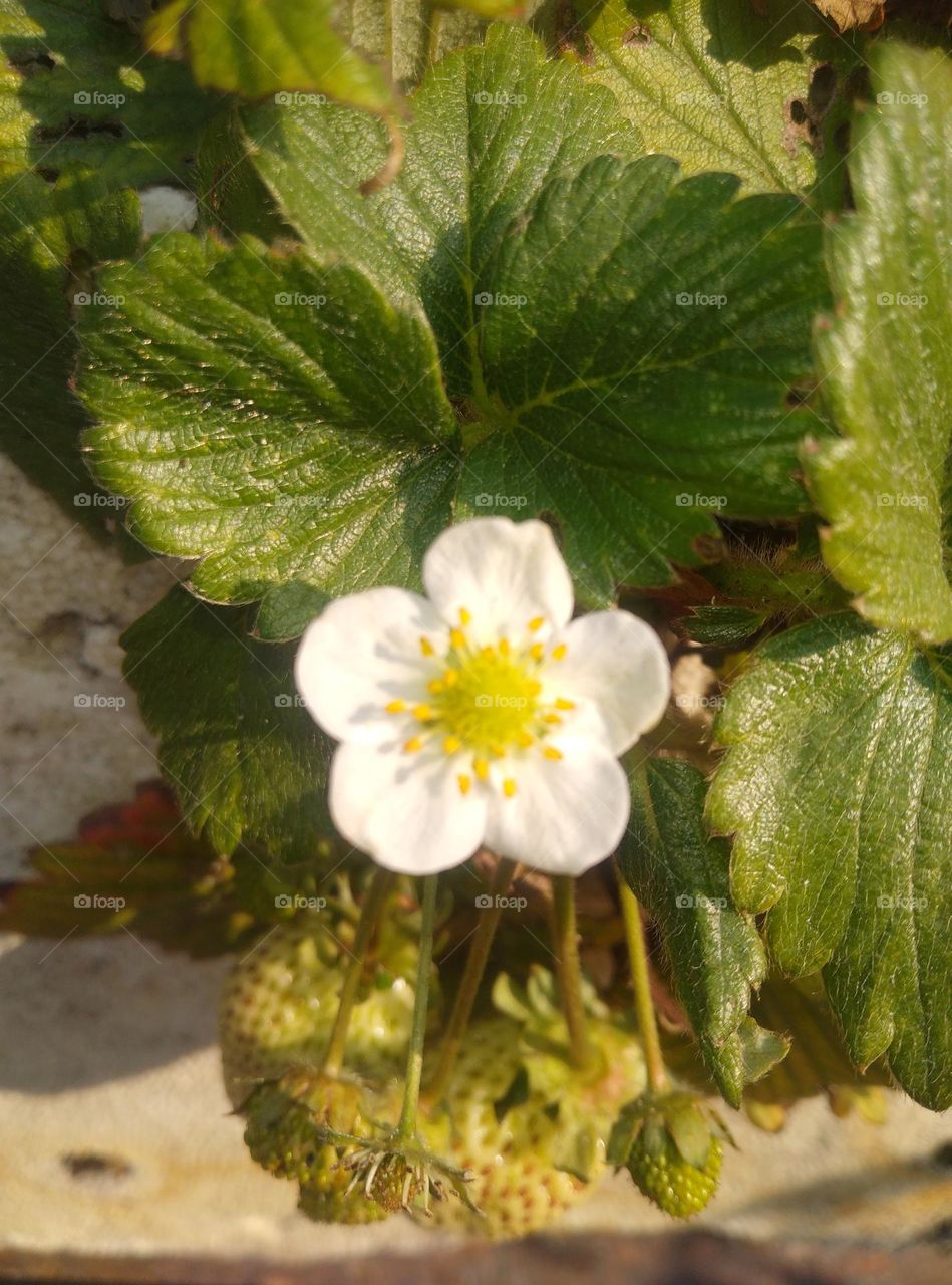 this is what strawberry plant flowers