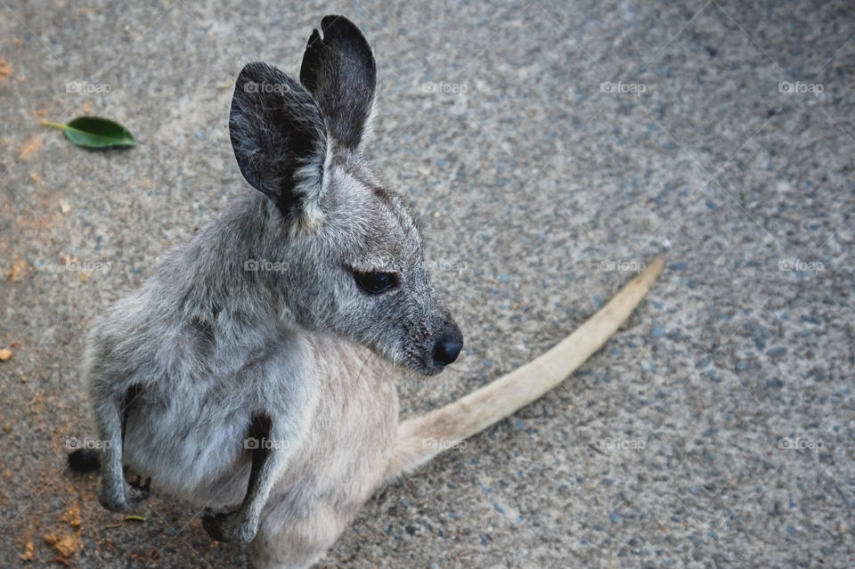 Adorable wallaby profile on Daydream Island, AU
