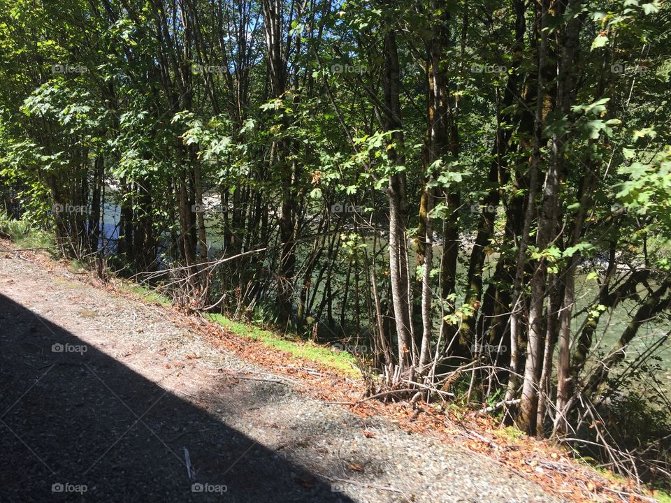 Wood, Nature, Tree, Landscape, Guidance