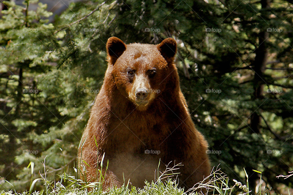 Big Black Bear in the wild in Yosemite National Park, California