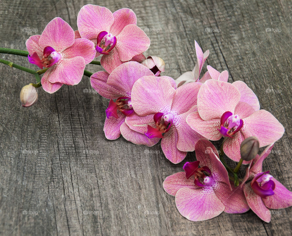 Pink orchids 