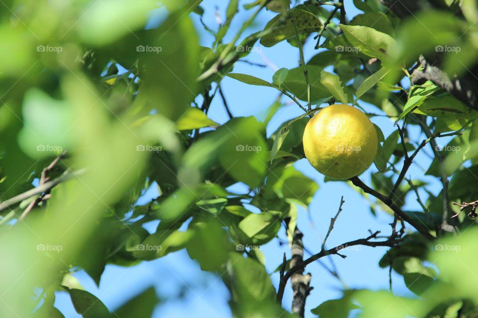 Un peek de un limón tomando el sol mientras termina de crecer en primavera 🍋