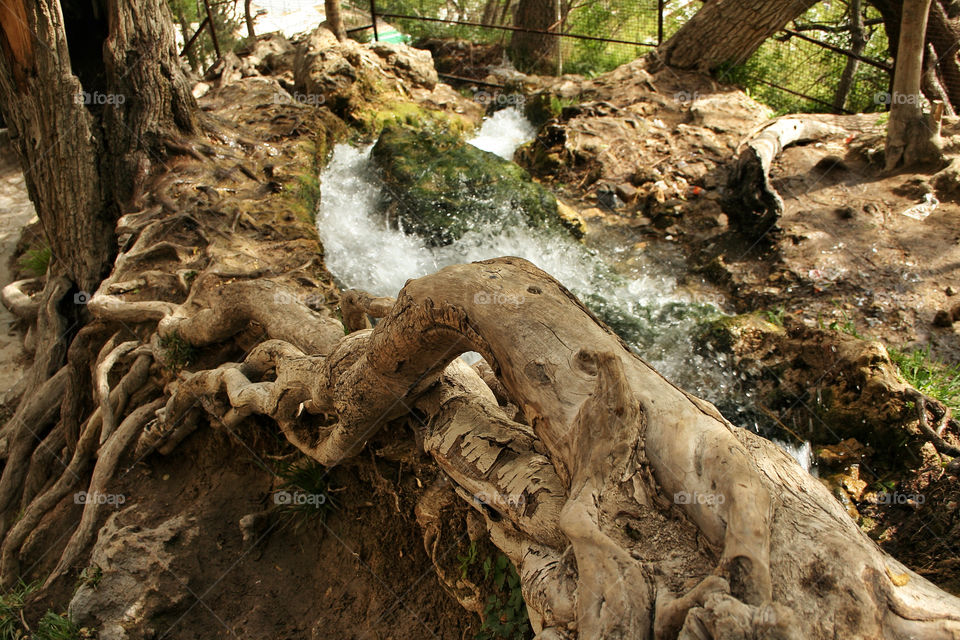 iran wood tree water by nader_esk