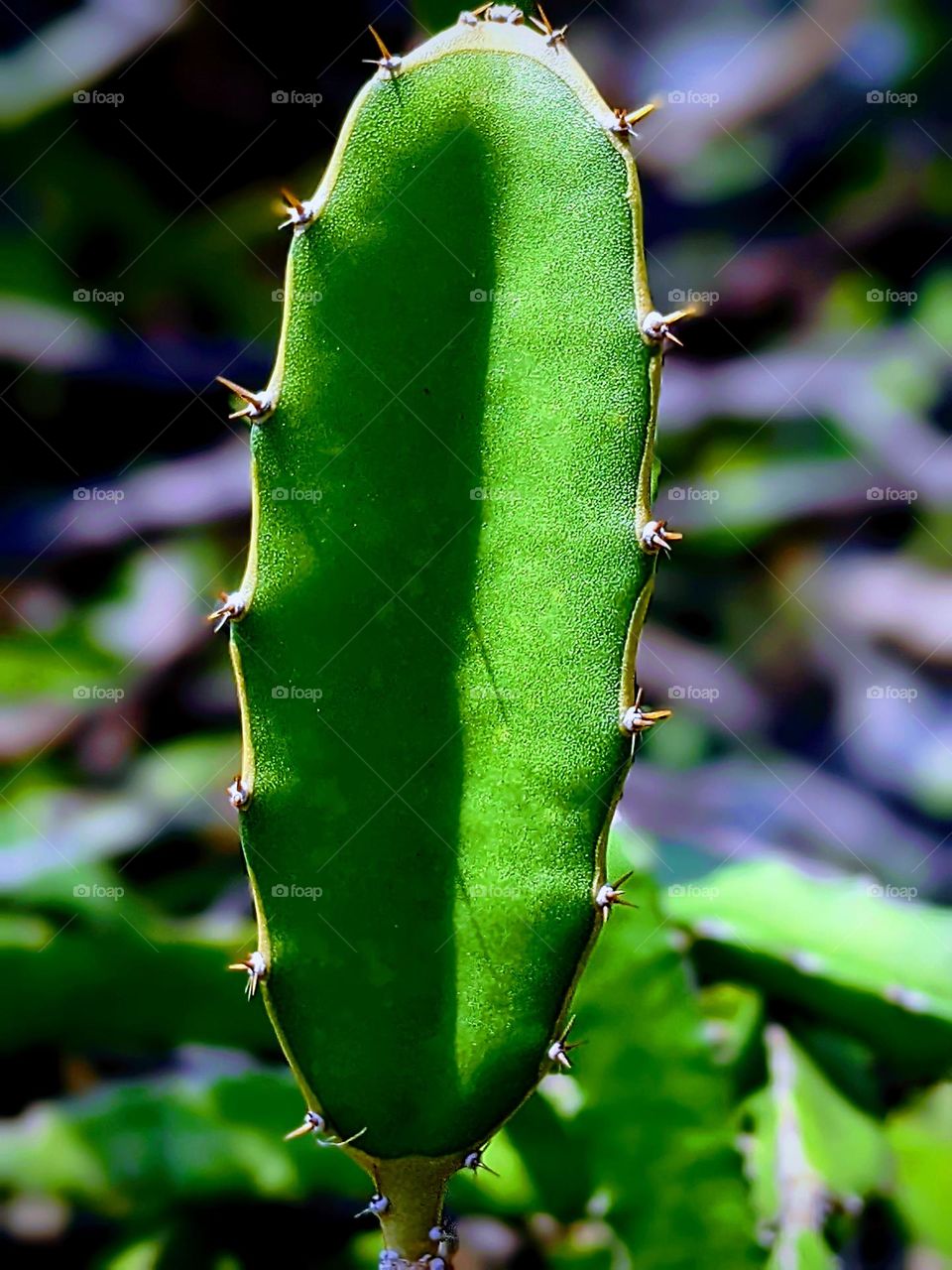 dragon fruit plant