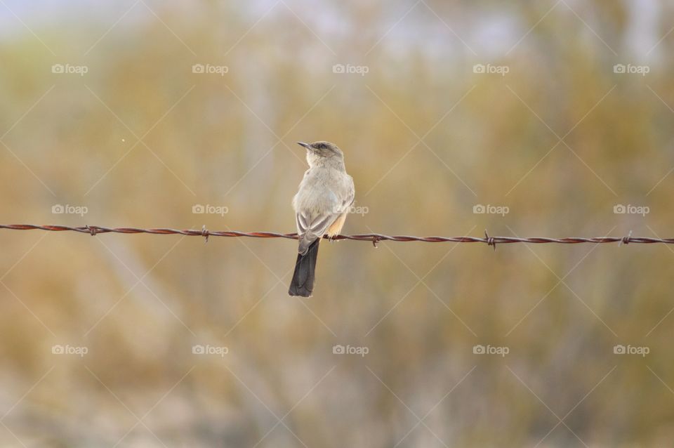 flycatcher