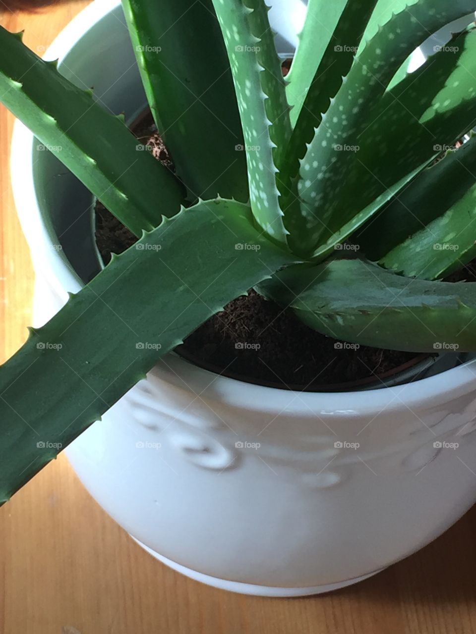 Aloe Plant