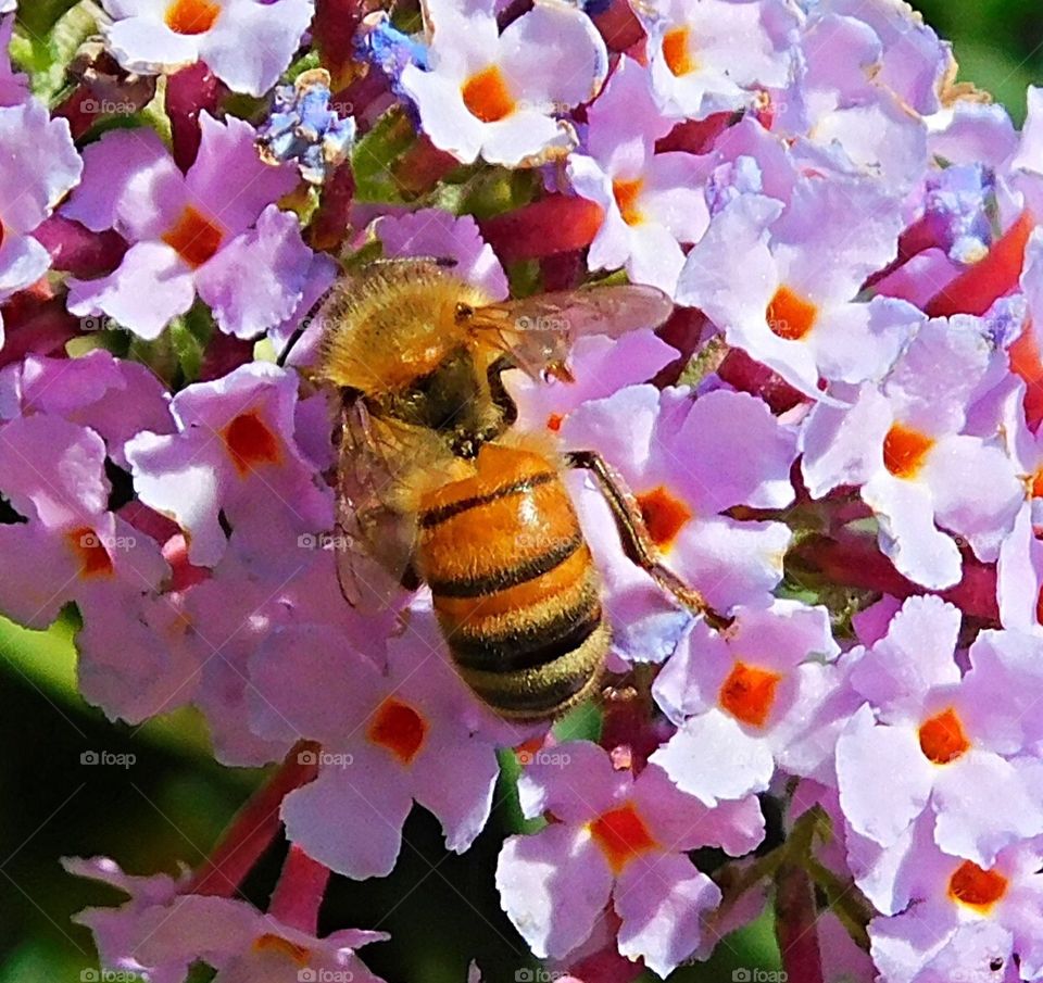 Worker bee in close up