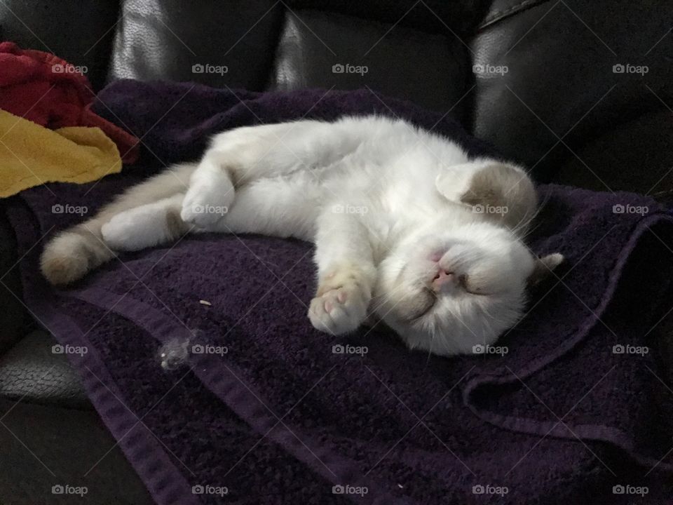 Funny cat napping 