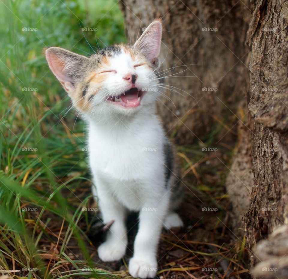 Close up of cute cat