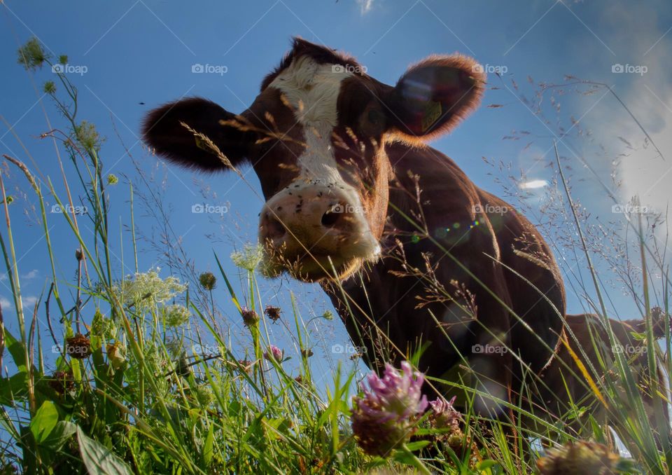 Portrait of a cow from the grass level 