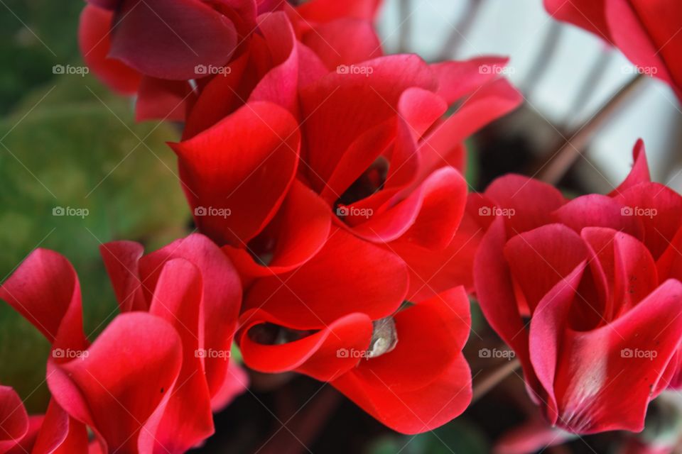 Red home flowers 