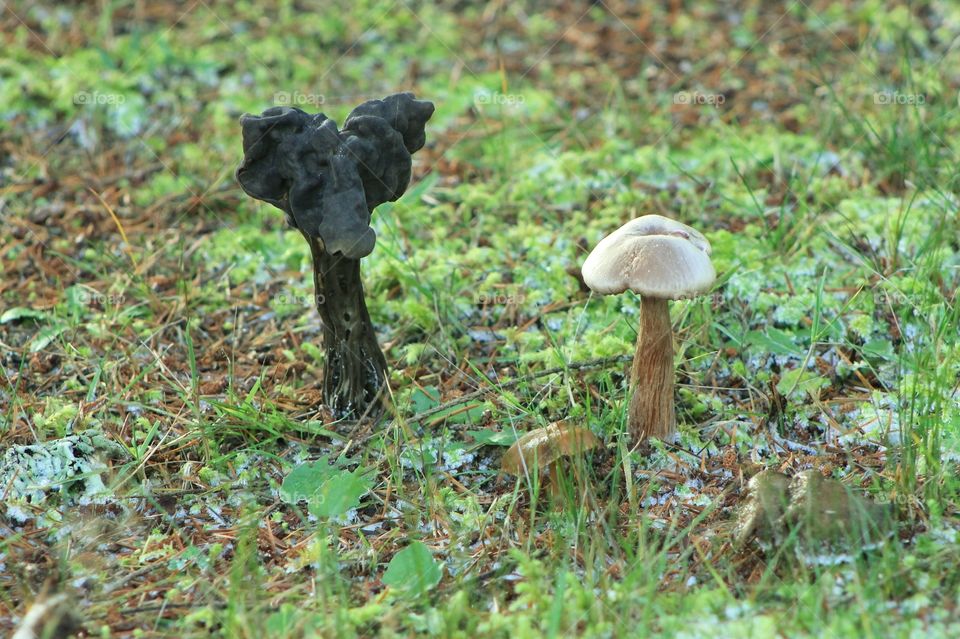 Black mushroom (fluted black elfin saddle?) and a brown mushroom of unknown species (to me) found in a shaded green field in December on the Pacific Northwest coast. Any mycologist out there who can identify please comment!