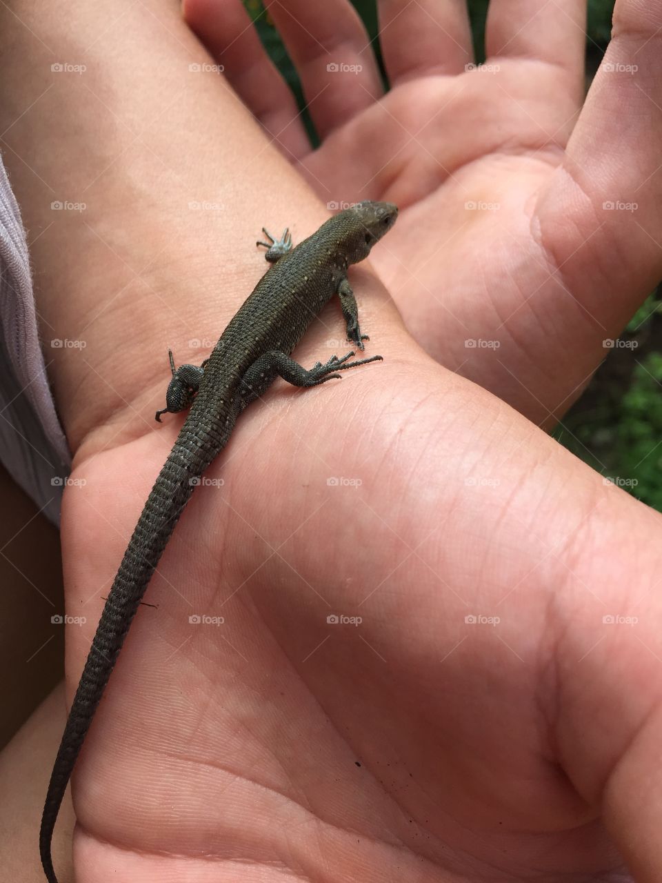 Lizard sitting on a palm