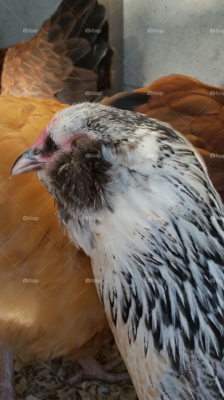 Ameraucana Hen