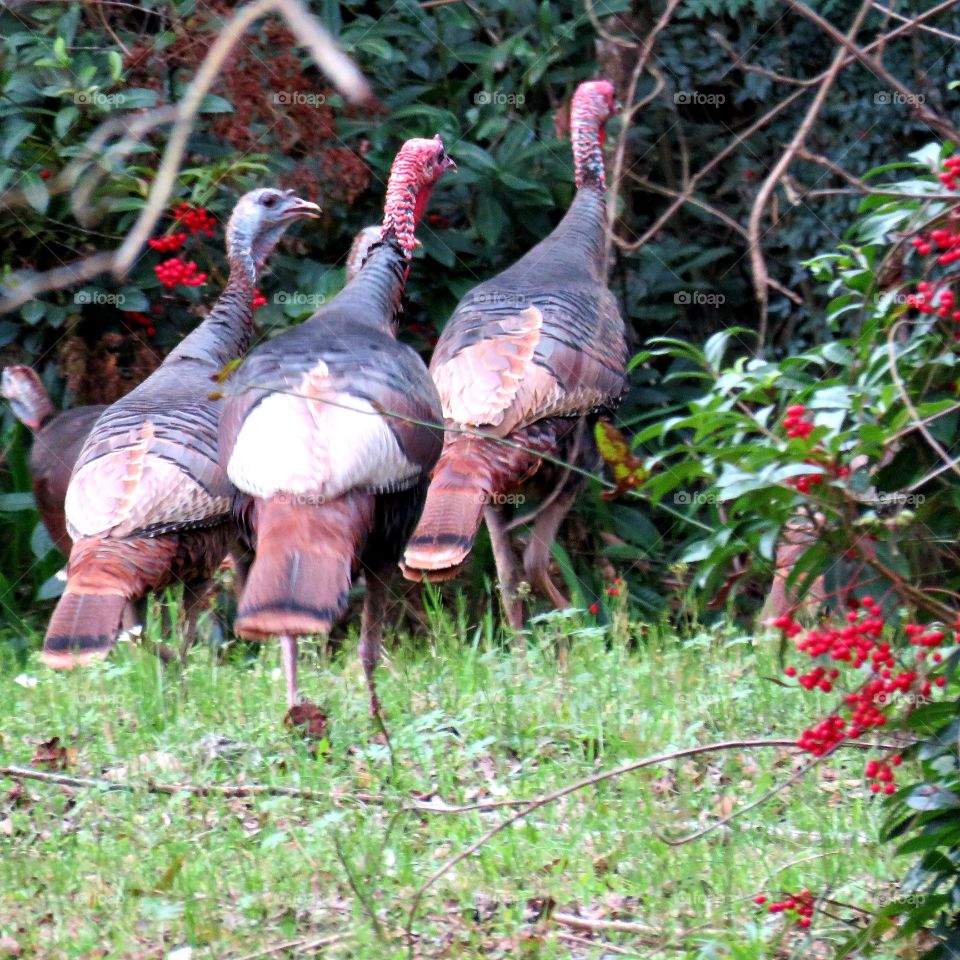 Turkeys