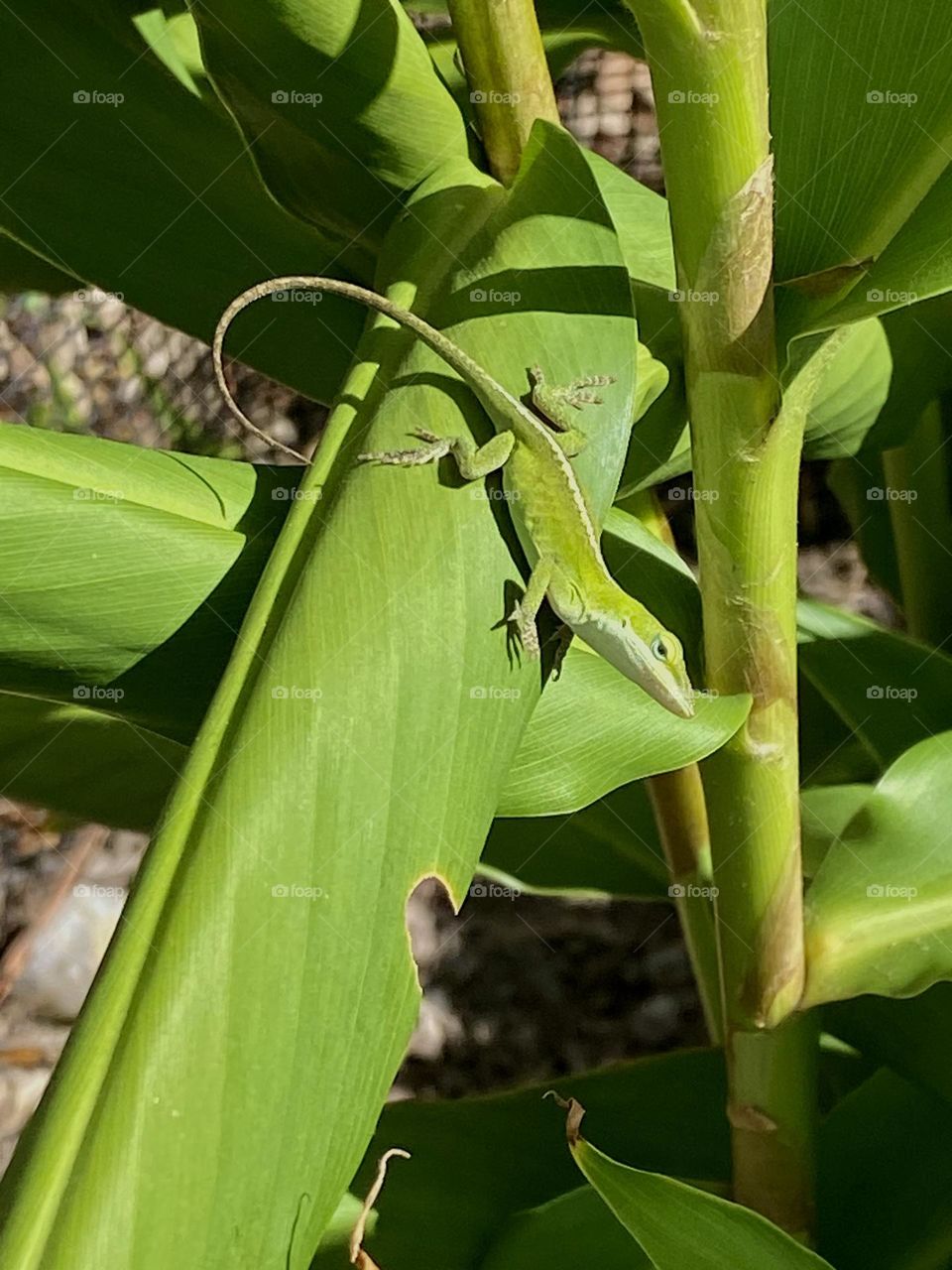 Green anole lizard on green leaf 