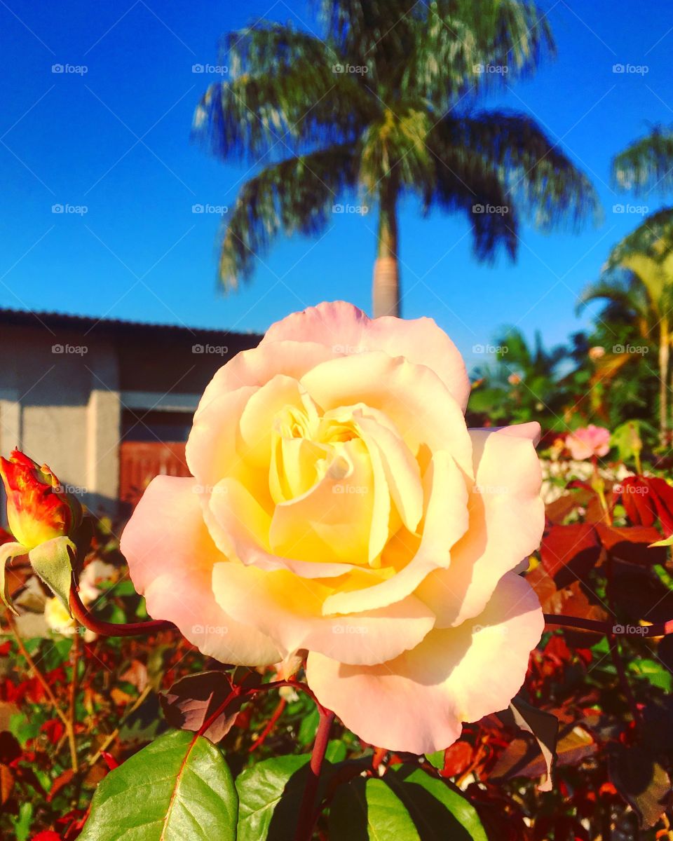 As flores tão belas do nosso jardim, sob o céu azul infinito! 🇧🇷

Such beautiful flowers from our garden under the endless blue sky! 🇺🇸