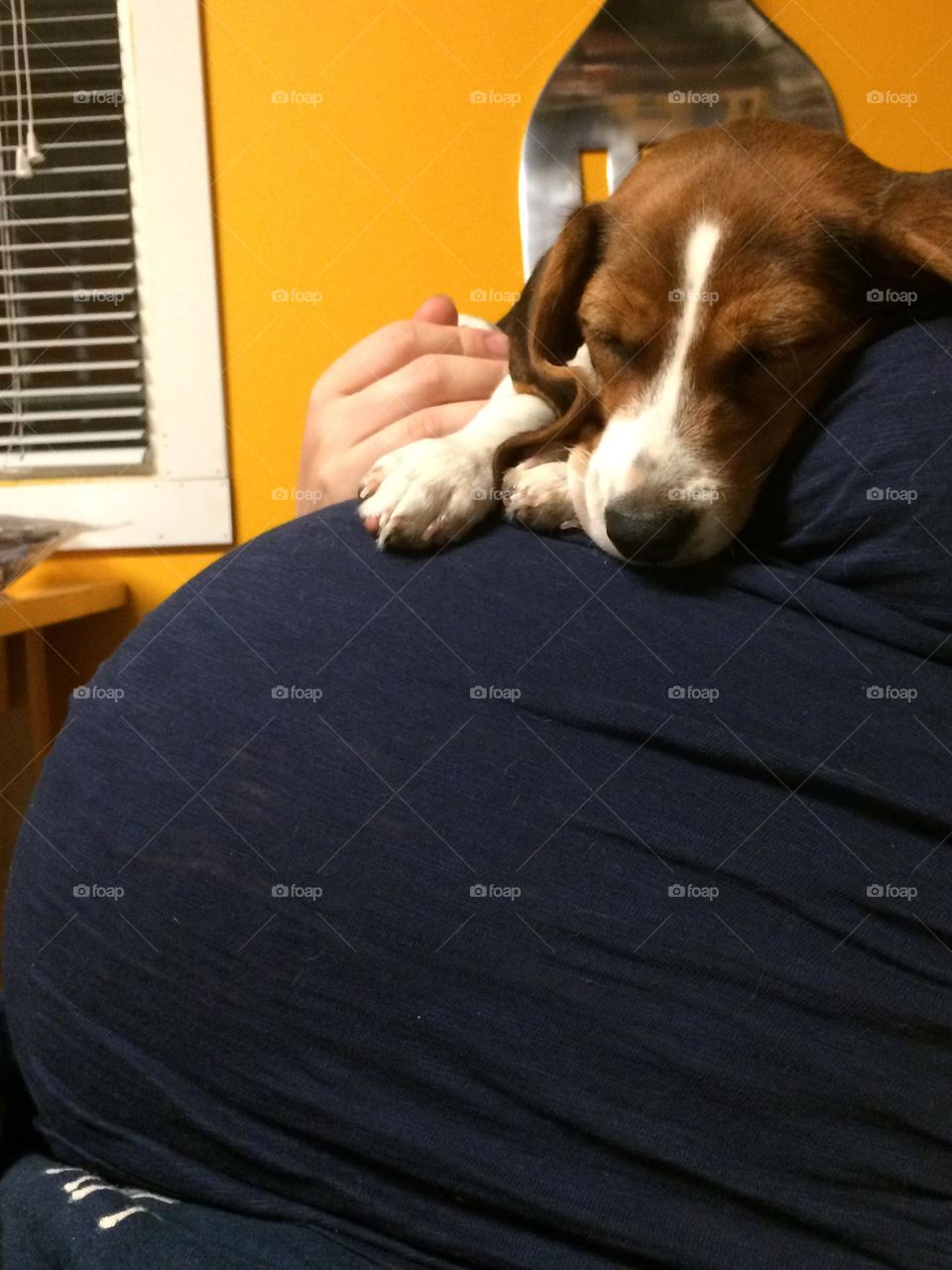 Beagle and Baby