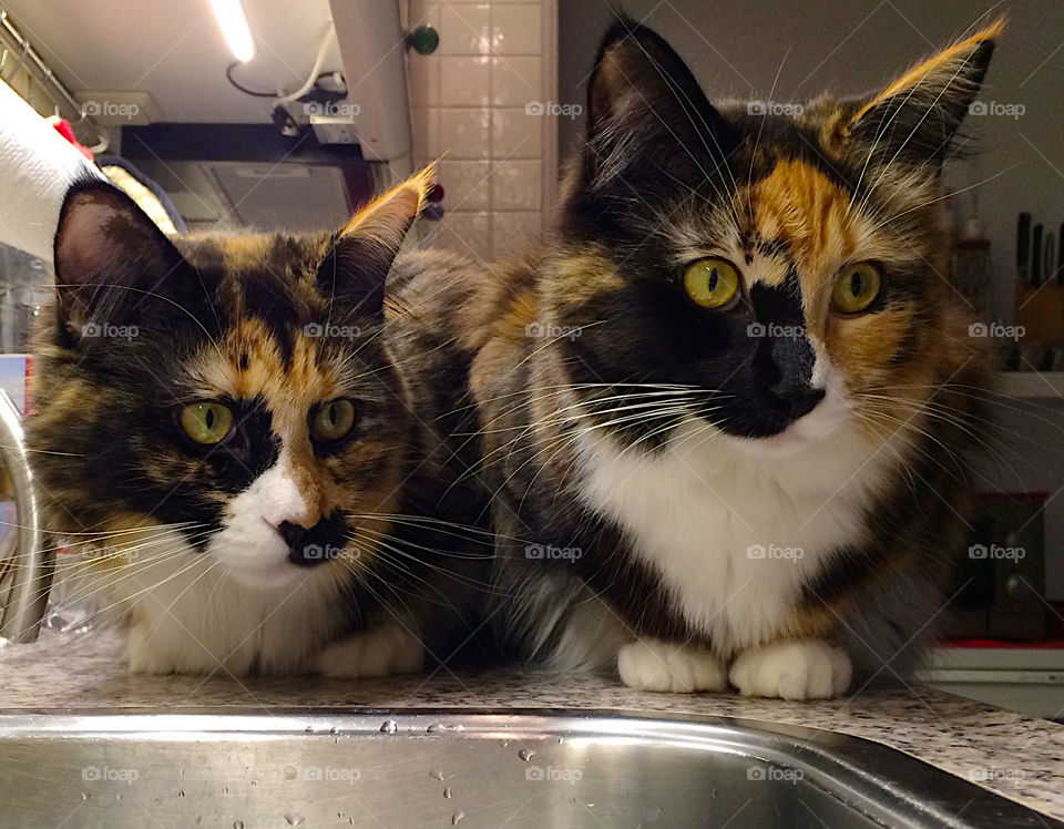 Two cats on the kitchen counter