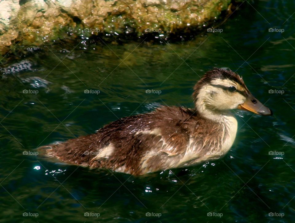 Juvenile Mallard Duck in Water
