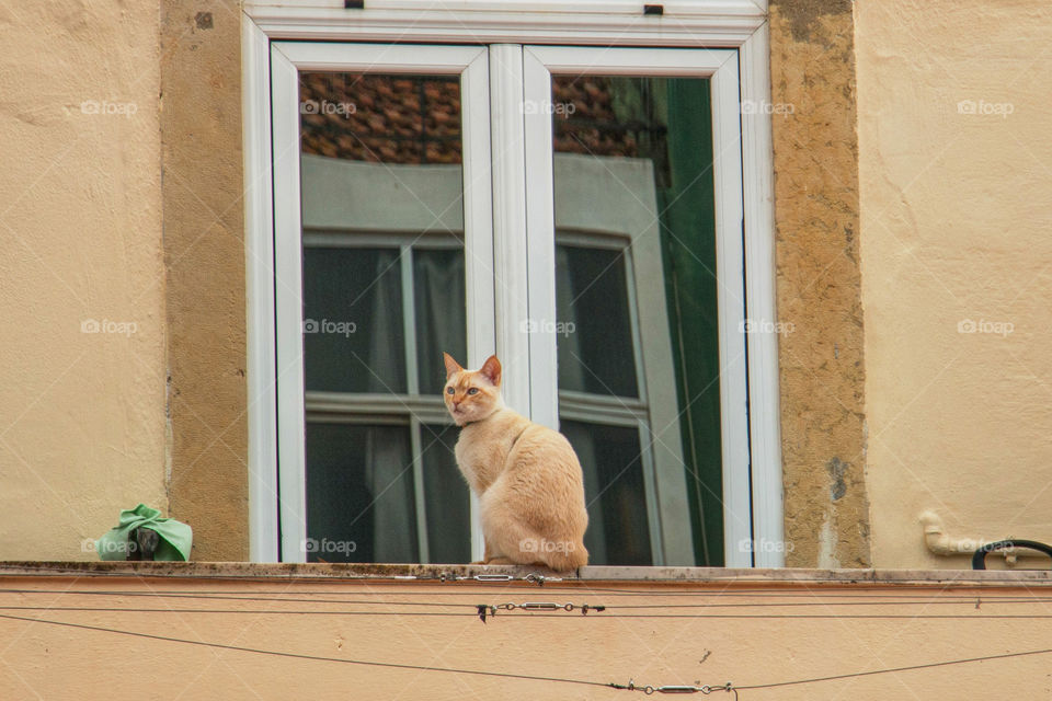 Cat in Lisbon 