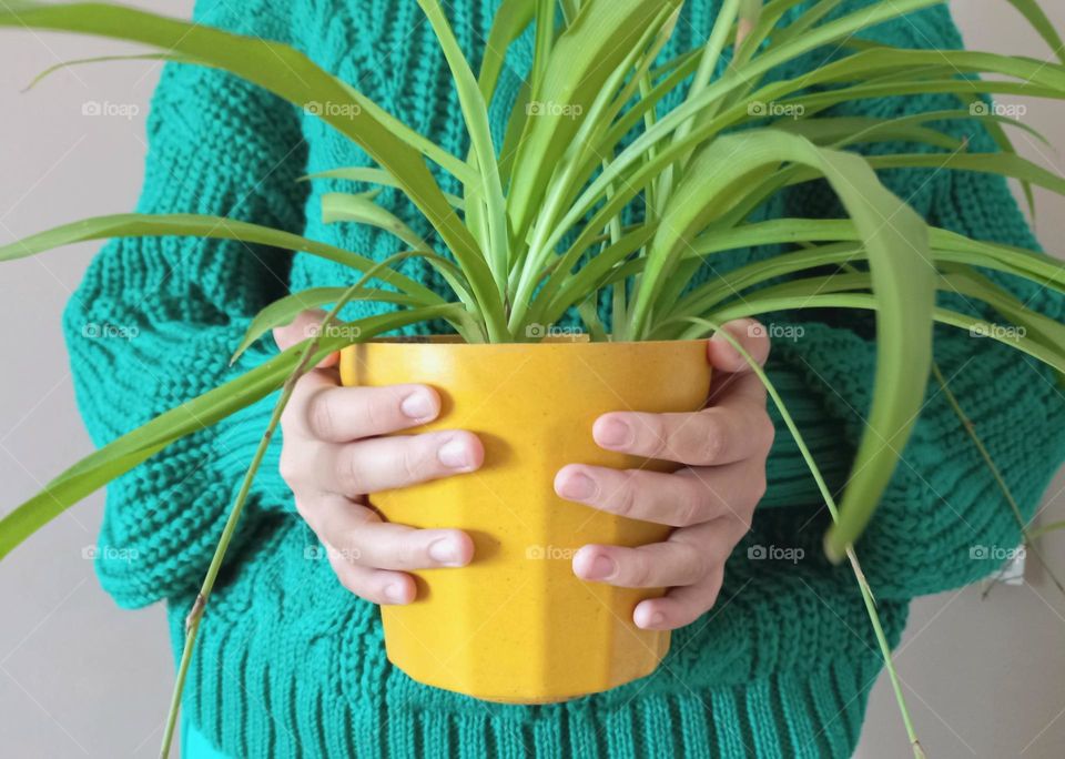 in door flower in a yellow pot chlorophytum.