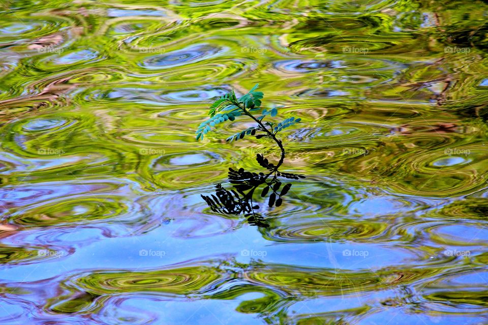 plant growing in the water with waves that swirl around it..