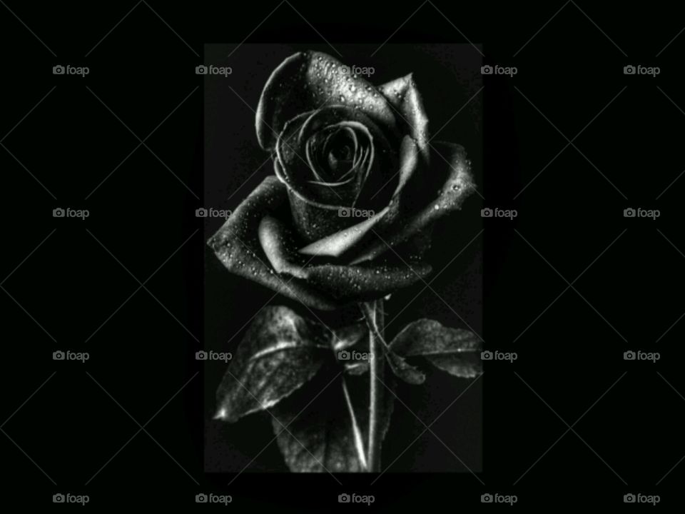 Beautiful Black Rose.