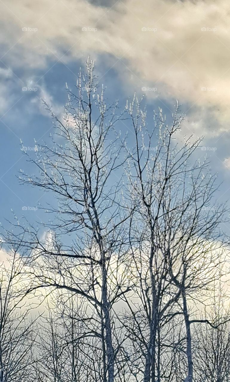 Ice On The Tree Tops