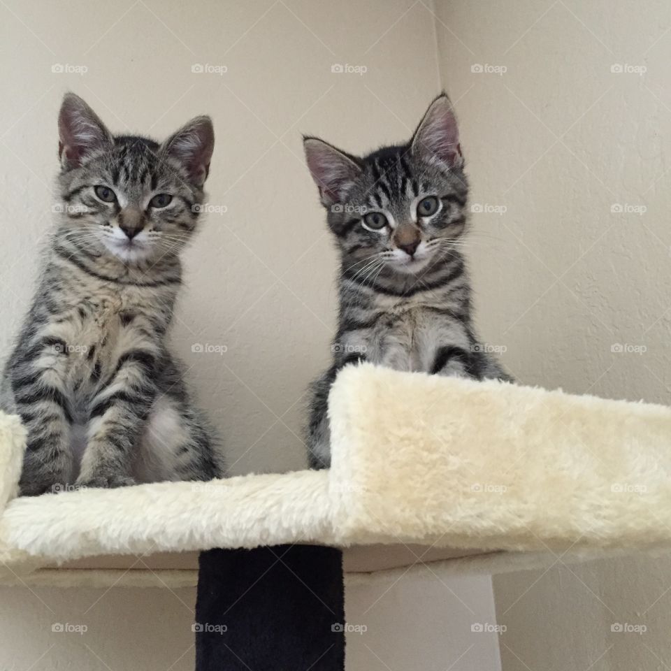 Strike a Pose, Kittens!. Lucy and Fred are so darling come photo time.💓