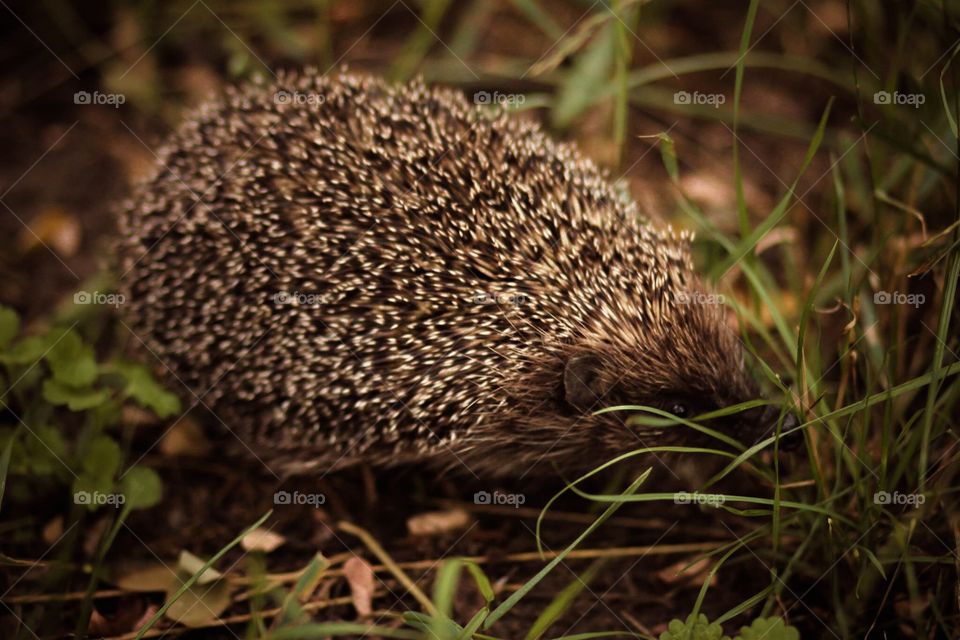 Hedgehog