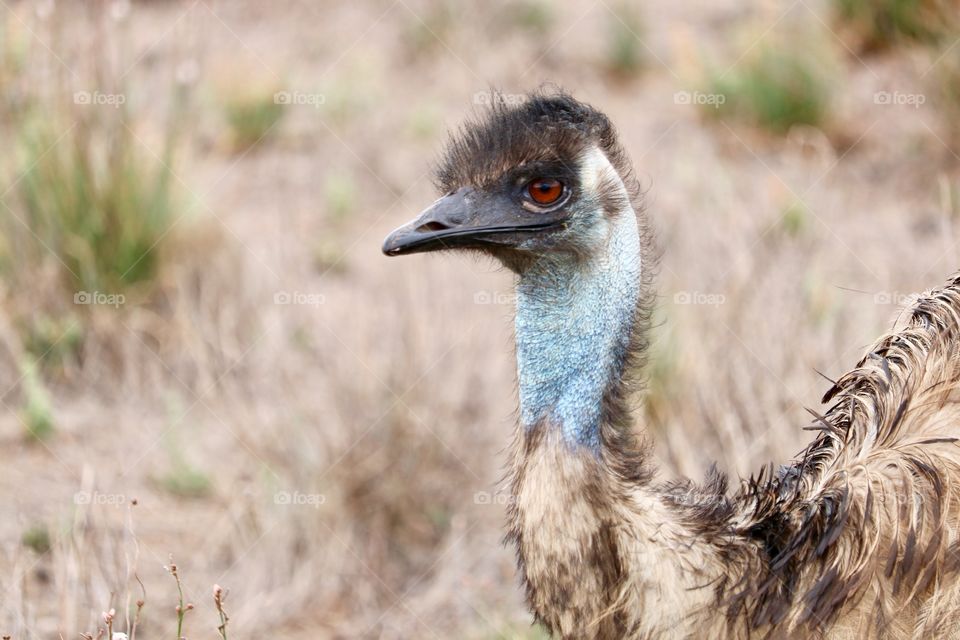 Emu in the Australian outback  head and neck
