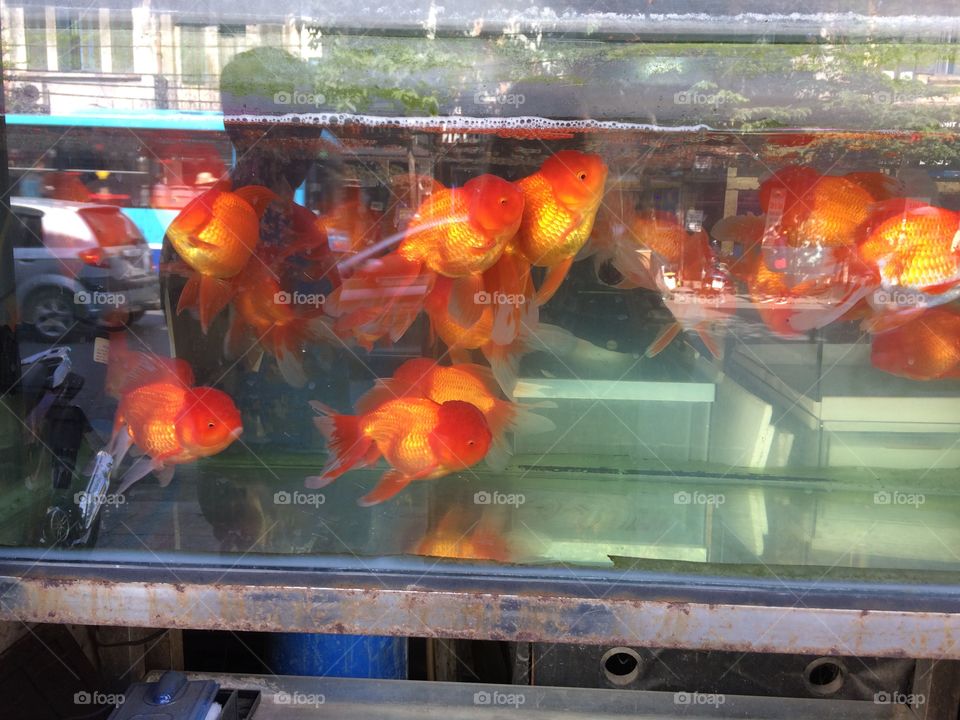 Fish, Aquarium, Tank, Underwater, Goldfish