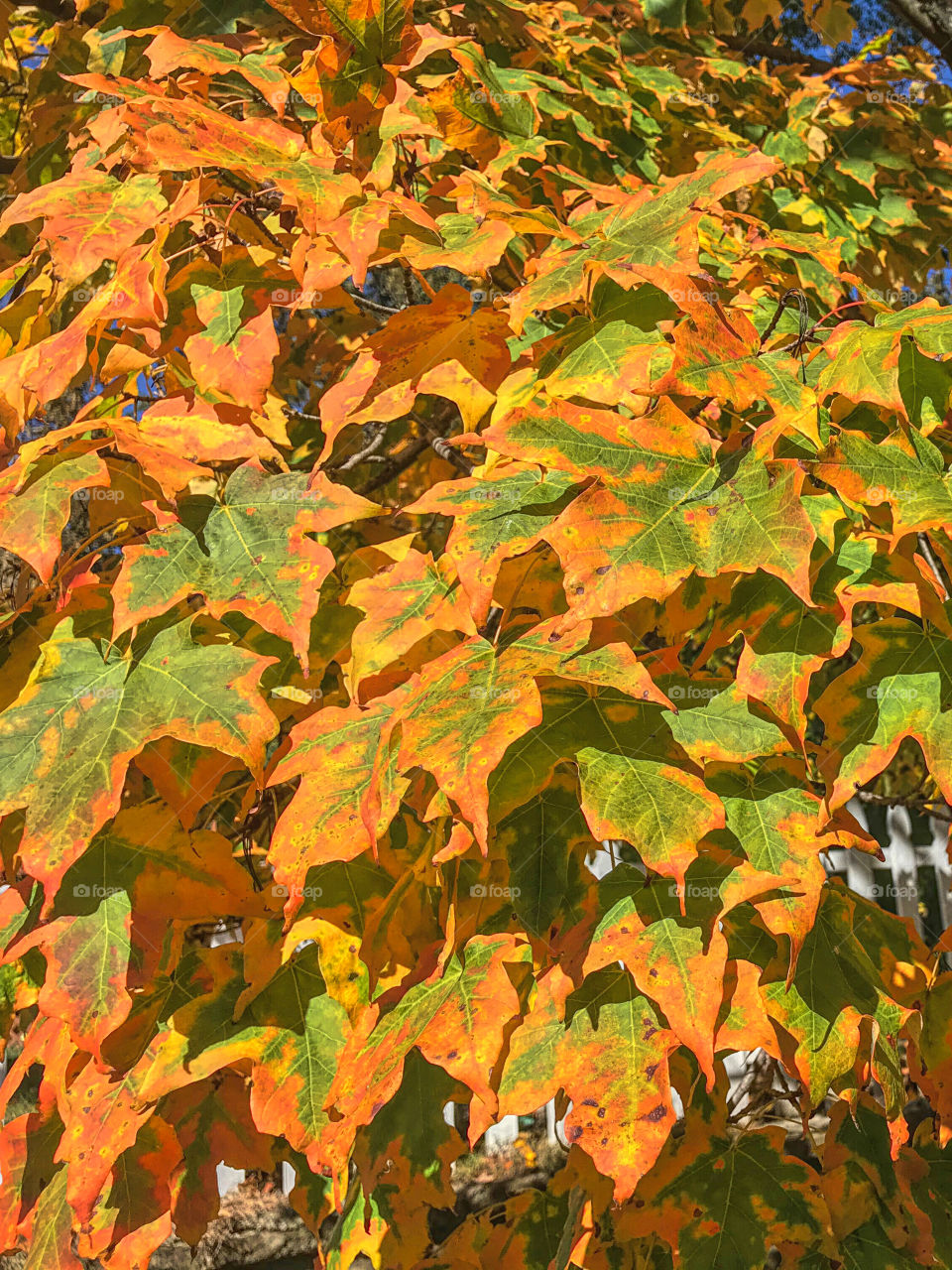 Autumn leaves changing color 