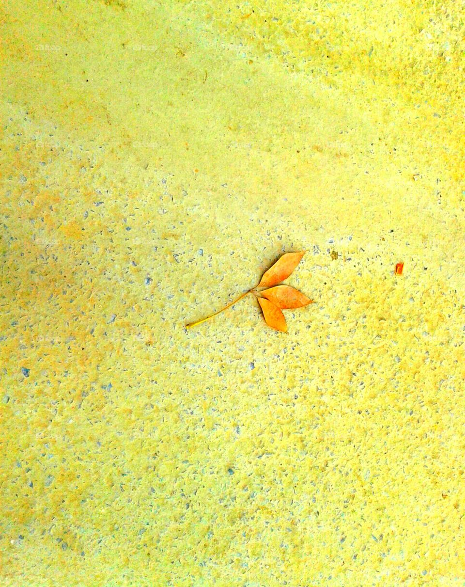 leaves on floor