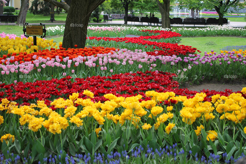 Tulips in the city park