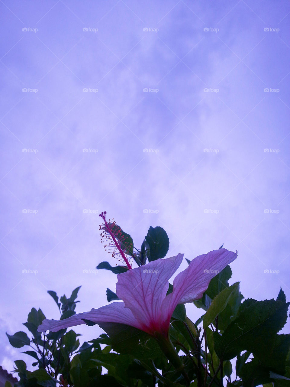 A flower pointing towards morning clouds